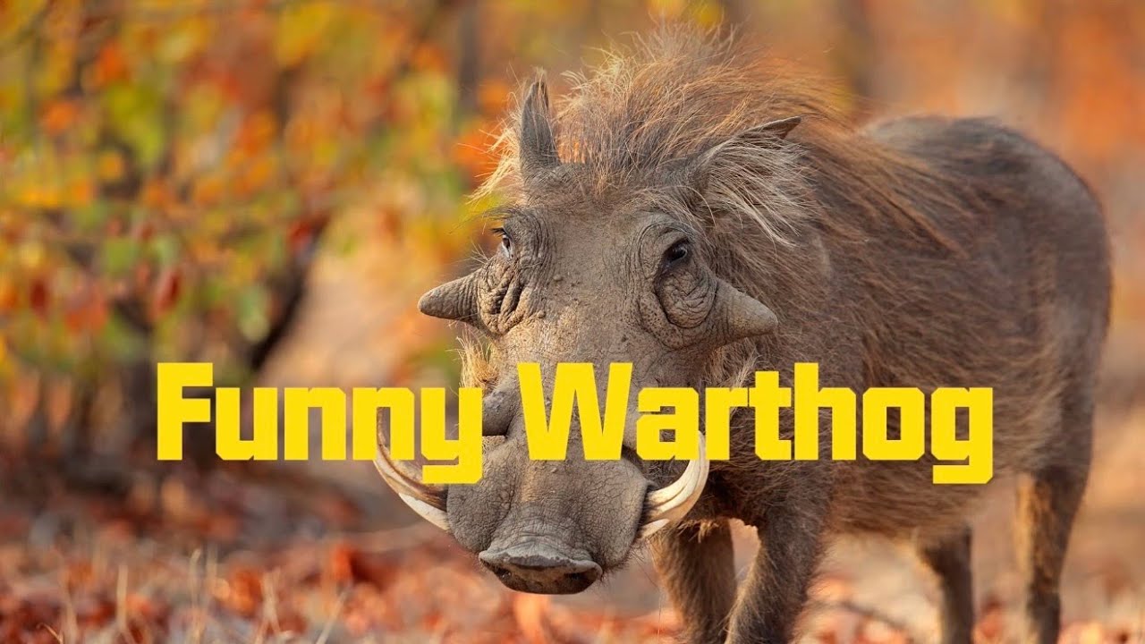 Funny Warthog Epic Escapes Nature Meme Compilation