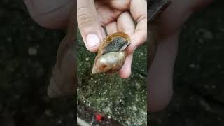 wow bekicot #animals #snail #shortvideo #shorts #bekicot