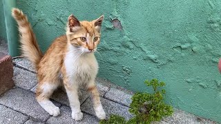The poor hungry cats living on the street came to me when they saw me. 💕 by World of Sweet Cats 150 views 6 days ago 2 minutes, 14 seconds