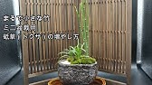 トクサの育て方 カインズ植物図鑑 Youtube トクサの育て方 カインズ植物図鑑 Youtube