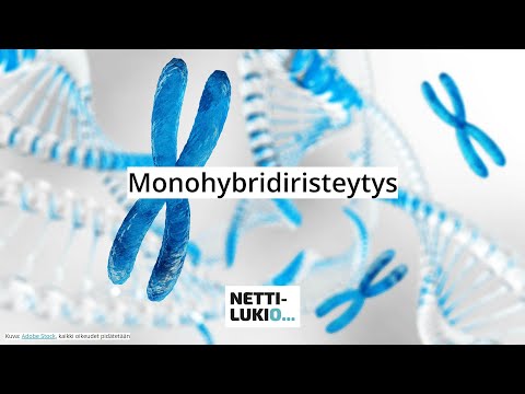 Biologia: Monohybridiristeytys (lukio)