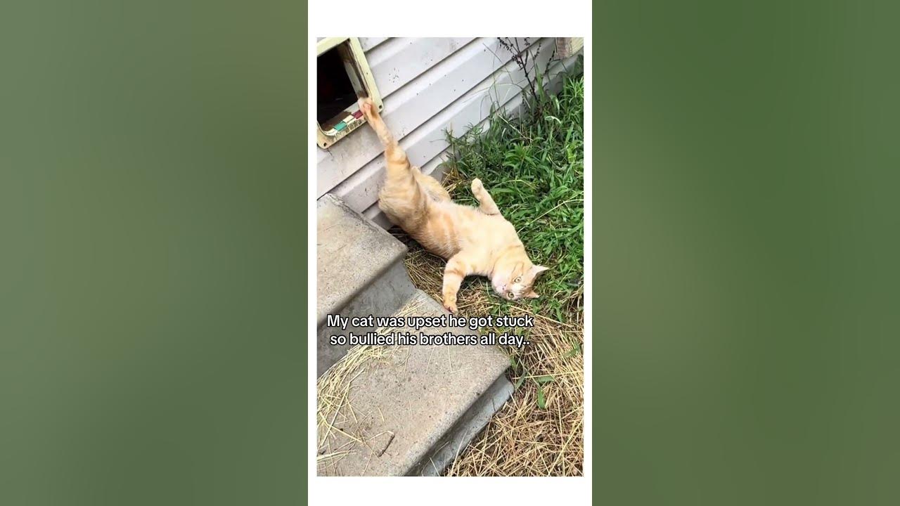 low-key-mean-guy-orangecat-catsoftiktok-youtube