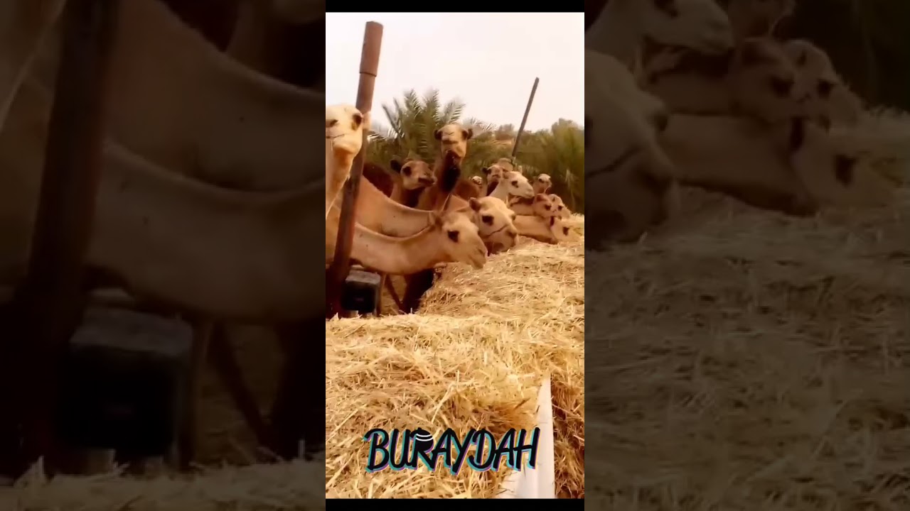 مشروع الأحمد للأغنام