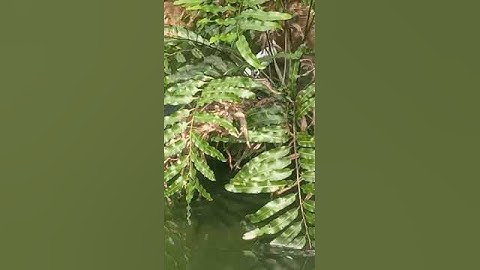 Cò nhà nuôi: cháu rượt bắt cò sợ chốn. hết có biết