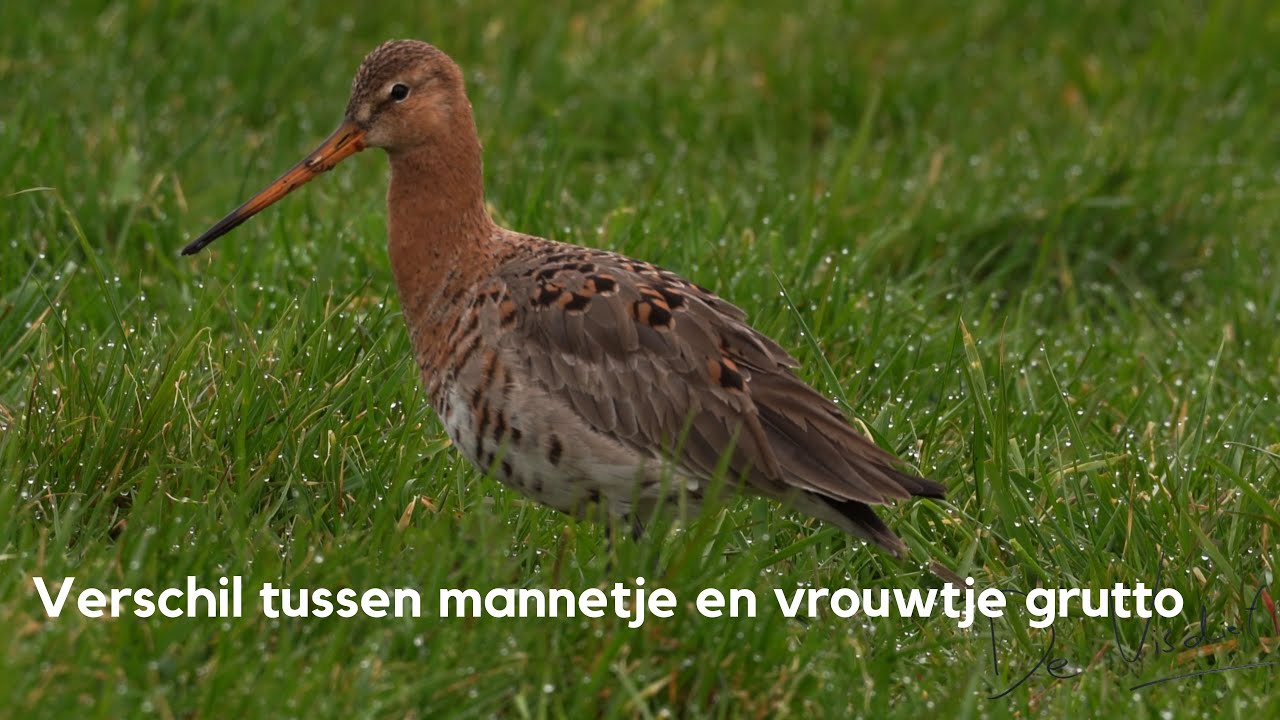 Ontdek het verschil tussen mannetje en vrouwtje grutto - YouTube