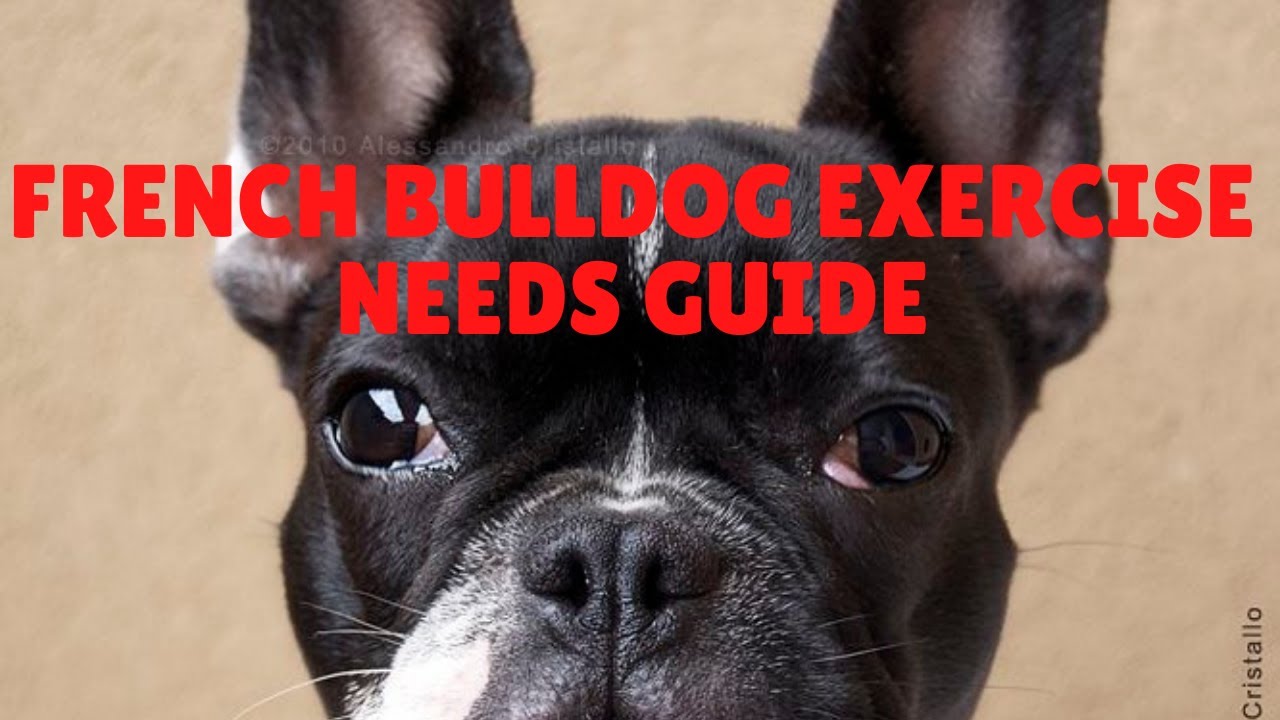 How Much Exercise Does A French Bulldog Puppy Need