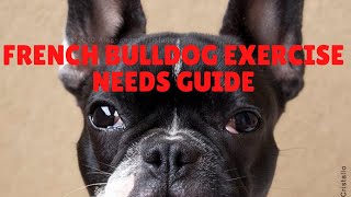French Bulldog Exercise Needs Guide