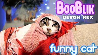 The Grandma CAT - Babushka Devon rex by Bublik funny cat 333 views 1 year ago 5 minutes, 50 seconds