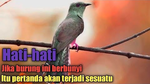 5 mitos suara burung kedasih, no 3 bikin merinding