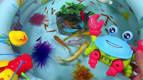 Động Vật Dễ Thương,Âm Thanh Động Vật,Cá Mập,Cá Heo,Cá Chép,Cá Koi,Cá Đuối,Bọ Ngựa,Chuồn Chuồn,Animas