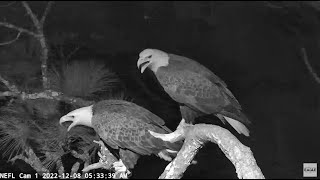 NEFL Eagle Cam   An Early Morning 'Hello There' from Hootie