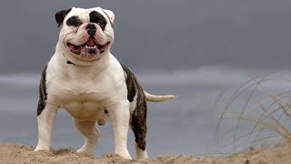 The American Bully vs. Labrador Retriever: Which is Right for You? by The Last American Bully 48 views 7 days ago 4 minutes, 38 seconds