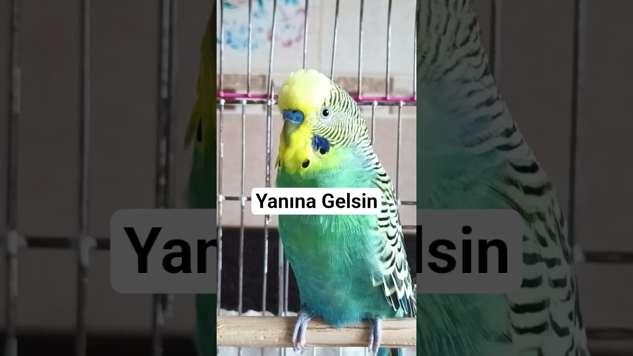 Muhabbet Kuşu Sesi, , Kaçan Kuşunuza dinletin geri gelsin #budgies #muhabbetkuşu