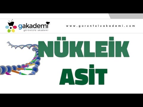 Nükleik Asit Soru Çözümleri |Biyoloji Dersi