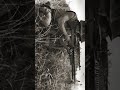 Weapons That Made Soldiers Fear War 😱