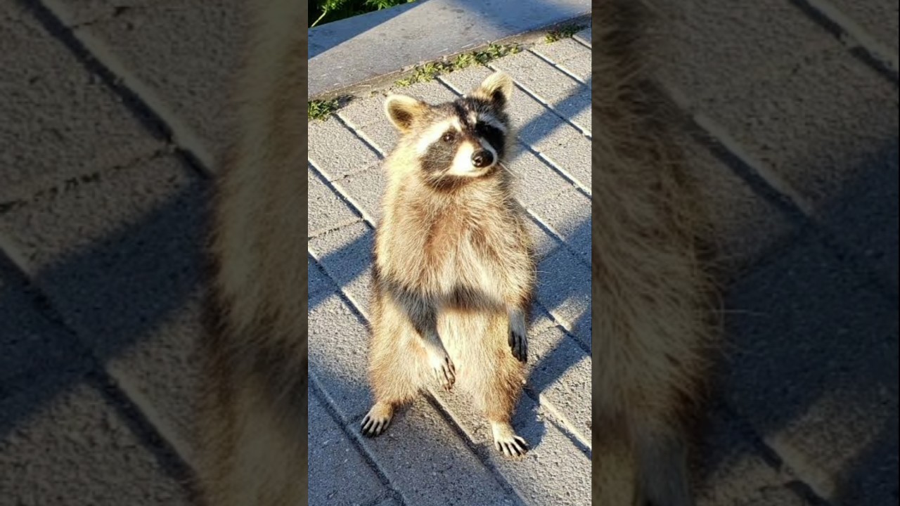 Top 10 Animals that walk on two legs🦘