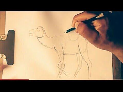 Vídeo: Como Nomear Um Camelo
