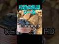 ダイワ 26セルテートHD フルメタル 汎用リール #ショアジギング #fishing