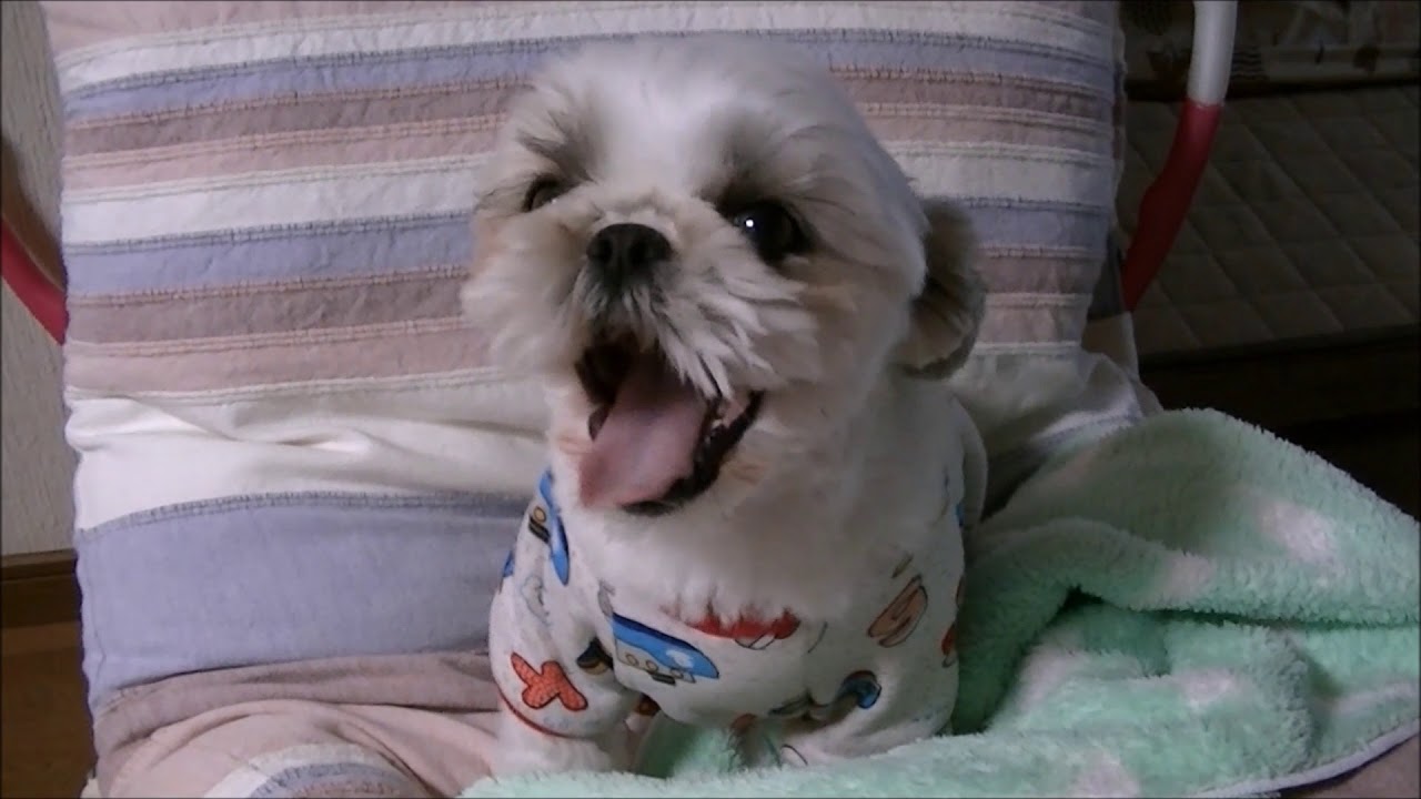 Resultado de imagen para Shih Tzu ç¬ æ¨ªããã£ã¦ãã