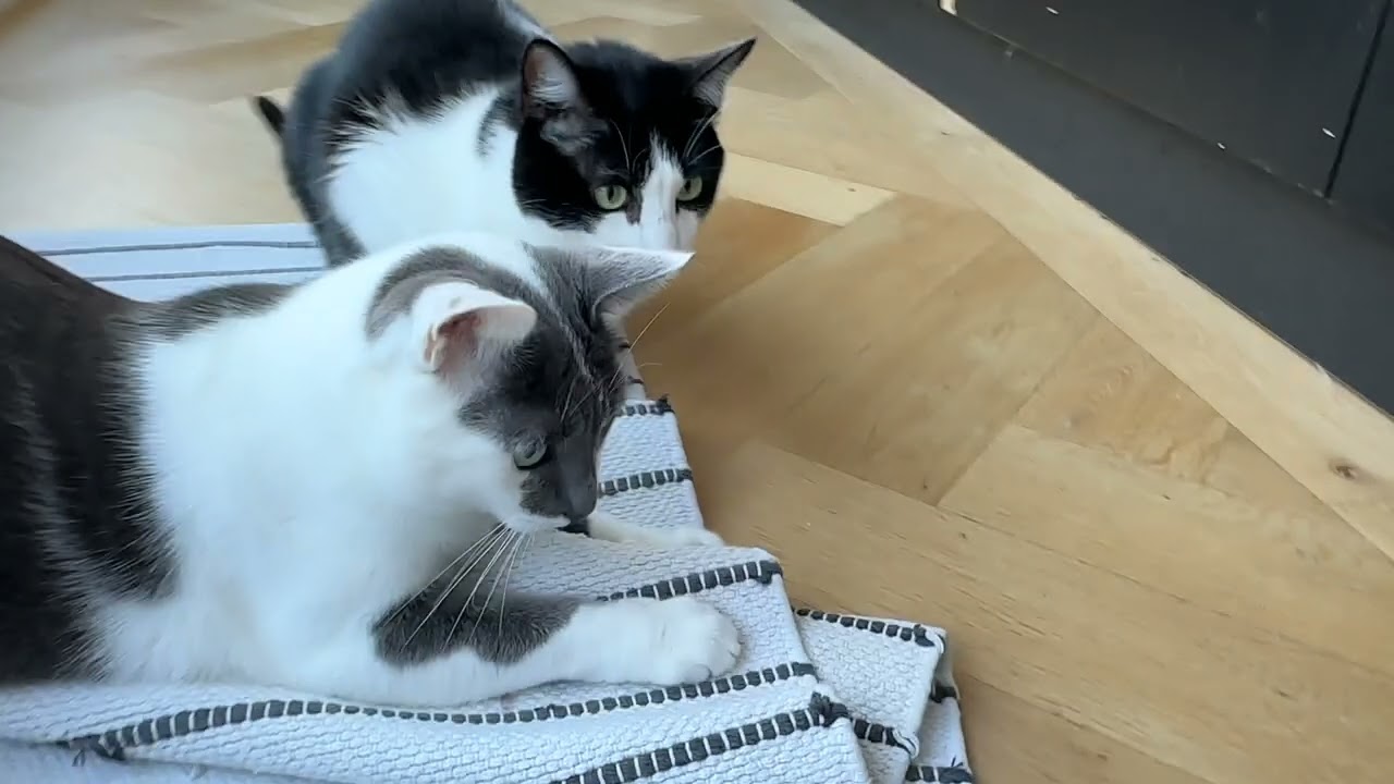 Fonzie and Rico. Talks and debates in between brothers, bird talks, hunting thrill SOUND ON