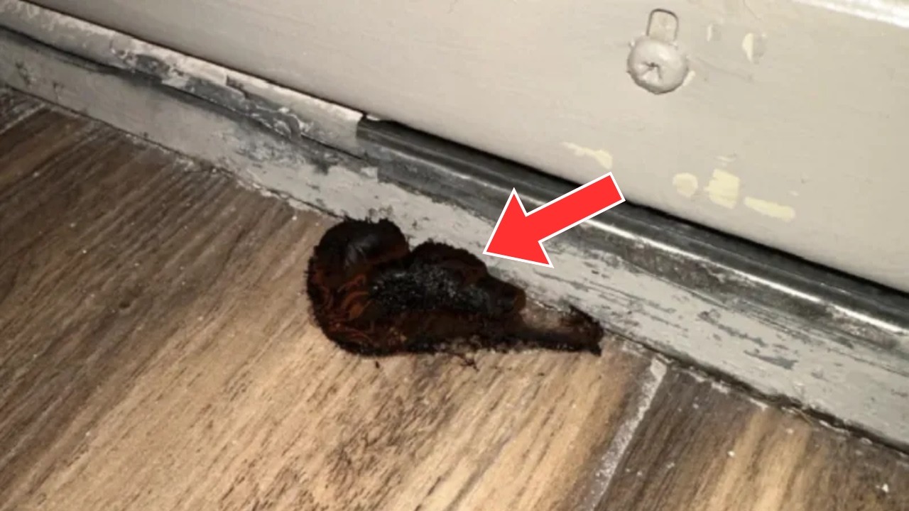 Хозяйка дома заметила темное пятно на двери — и тут же специалист заморозил его.