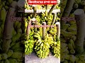 ২৪/৬/২৫ ঝিনাইদহের চম্পা কলা কত বিক্রি হচ্ছে পাইকারি#shortvideo #fruit #mangovarieties
