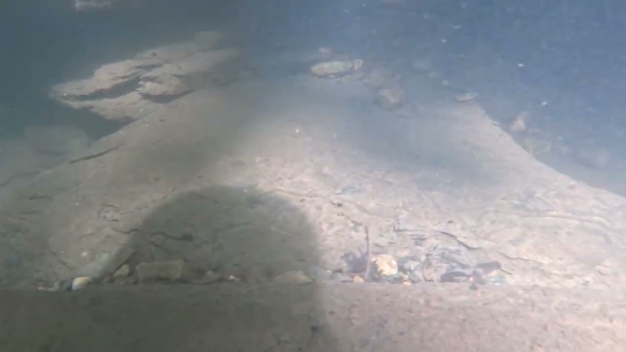 Longear Sunfish in small mountain creek