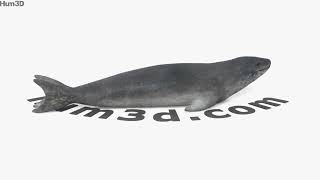 Leopard Seal 3D model by 3DModels.org