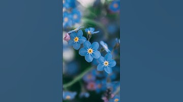 سورة يس - أحمد شكيو - تلاوة خاشعة #قرآن #قرآن_كريم #ارح_سمعك_وقلبك #تلاوات #اسلاميات