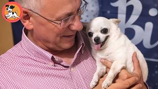 I Adopted a 2 5-Pound Chihuahua Then She Completely Stole My Heart