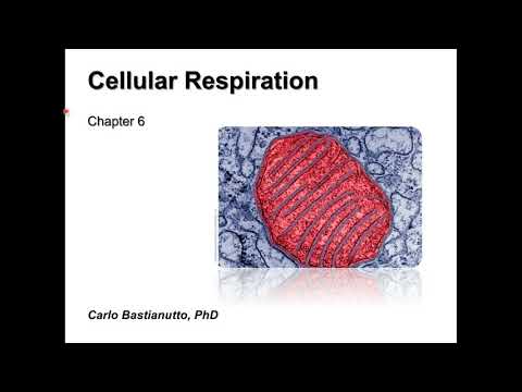 W7 - BIO358 - Cellular Respiration