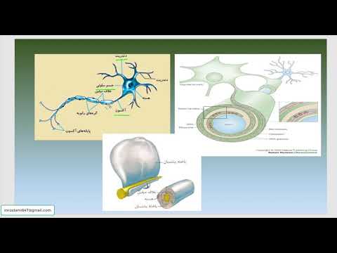 صفر تا صد زیست شناسی ( بافت شناسی : بافت عصبی )