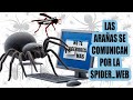 LAS ARAÑAS SE COMUNICAN POR LA SPIDER...WEB
