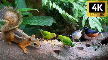 🔴 24/7 LIVE CAT TV NO ADS 😺 Morning Feast with Birds and Busy Squirrels 🍂 Cat Games 4K HDR