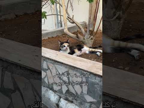 قال ﷺ لو أنكم تتوكلون على الله حق توكله لرزقكم كما يرزق الطير تغدو خماص ا وتروح بطان ا