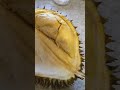 Кошки съели Дуриан#silay #еда #mukbang #shorts #durian