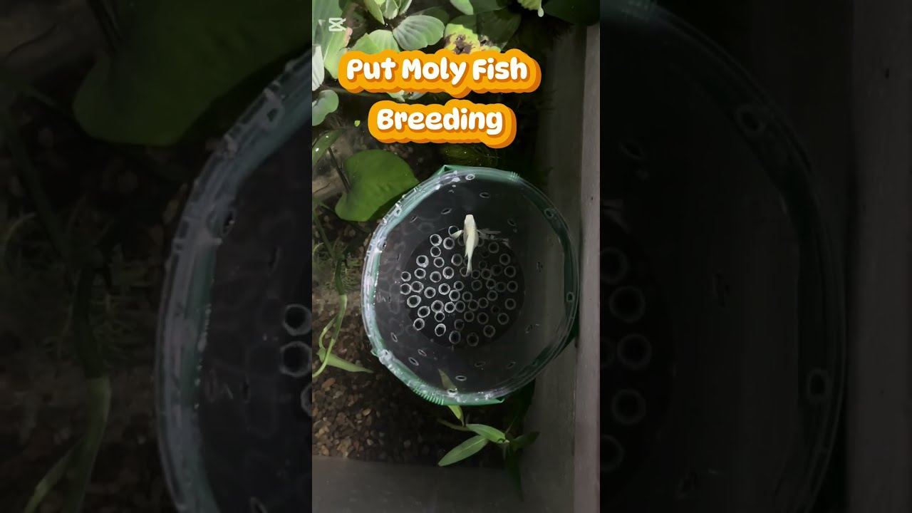 DIY Fish Tank | Molly Fish Breeding | Molly Breeding Tip with Aquarium CAM