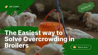 THE EASIEST WAY TO SOLVE OVERCROWDING IN BROILERS