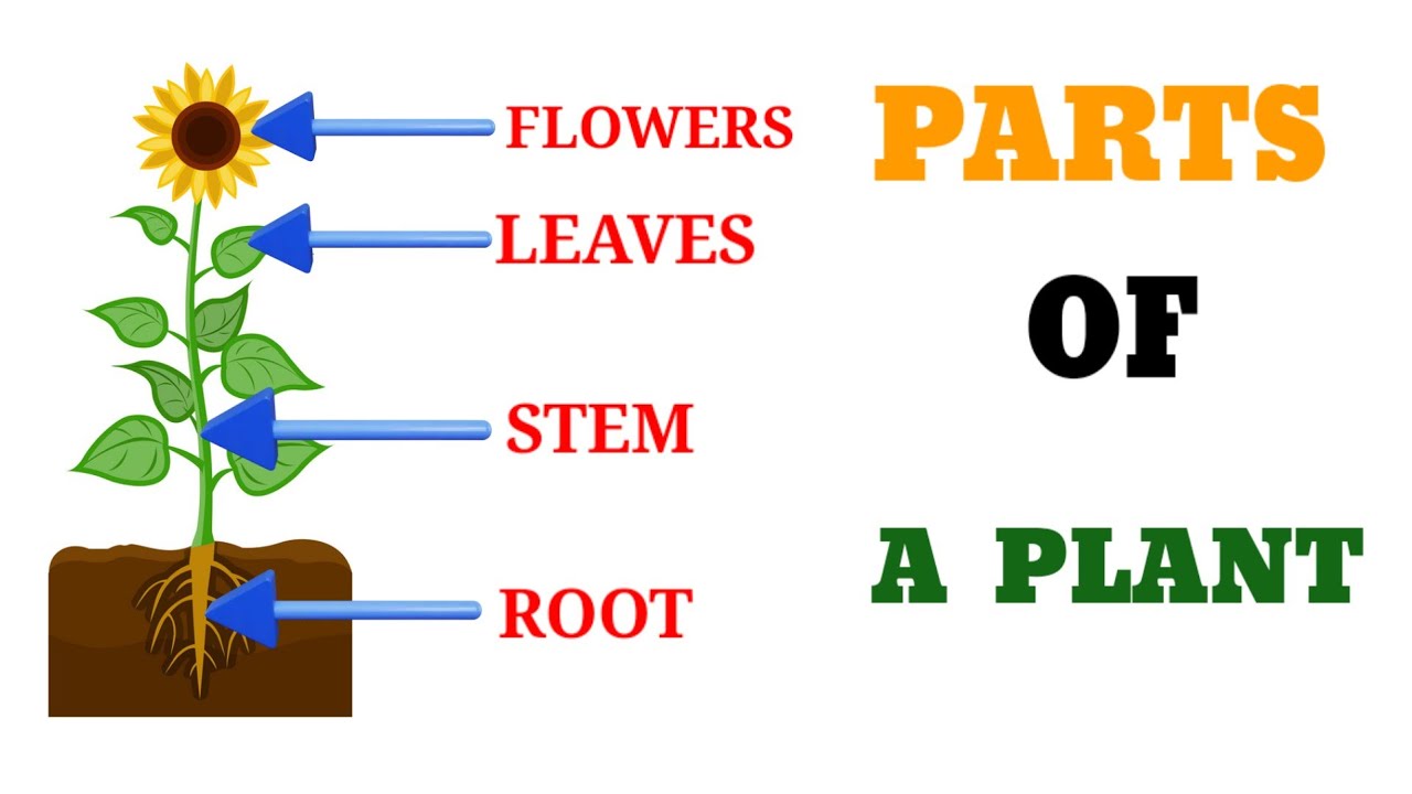 Parts Of Plants L Different Parts Of Plants L Parts Of Plants And Their Parts Of Plants L Different Parts Of Plants L Parts Of Plants And Their