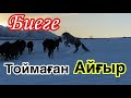 Биеге тоймаған Көк-Айғыр! Үйірді тартып алды.