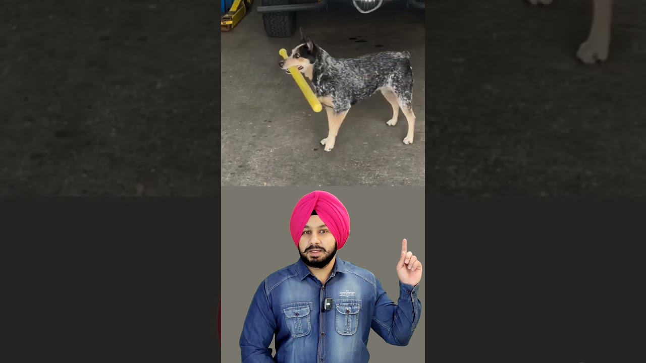 This Dog Plays Cricket Like A Pro Unbelievable Talent