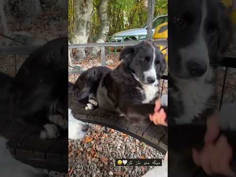 ببینی خلیی قشنگه اين صحنه میگه فقط من دوست گربه هاپو غذا رسانی کمک رحمان گربه حق زندگی 