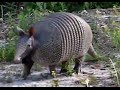 Armadillo:  short legs but move fast!