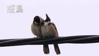 紅耳鵯 Red whiskered Bulbul