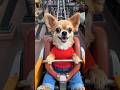Chihuahua Adventures in AI Land (Roller Coaster) #chihuahua #dog #adventure #rollercoaster