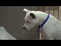 Paul O'Grady: For the Love of Dogs | Episode 4 | Clip