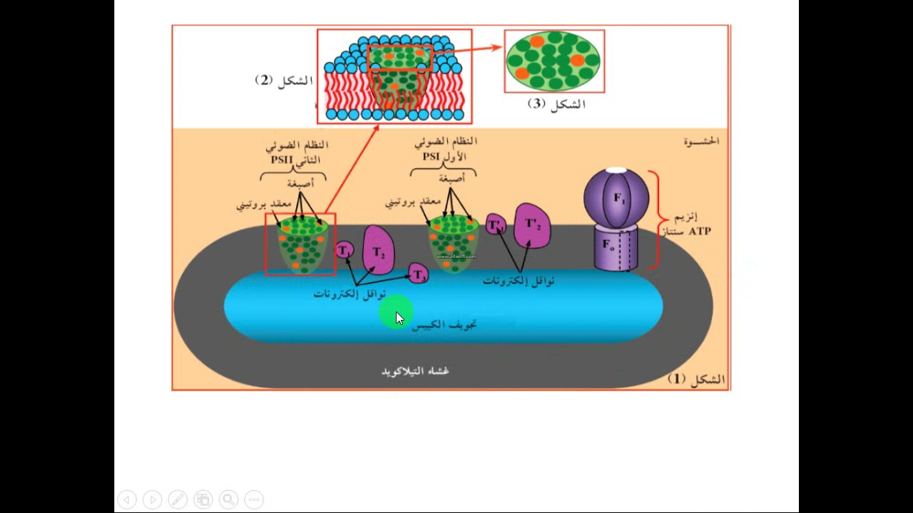 العرض الثالث من وحدة التركيب الضوئي مكونات الستروما و غشاء التيلاكوئيد