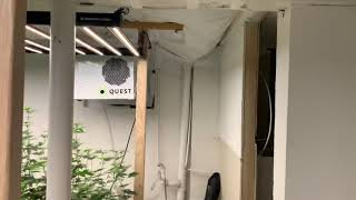 Day 14 of Flower - Growers choice LED with floraflex nutrients