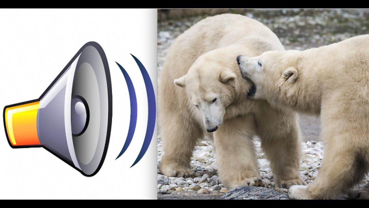 Polar Bear Sound Effect (HD) YouTube