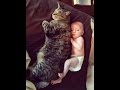 いつも寝てばかりいた猫。飼い主さんに男の子が生まれると・・・